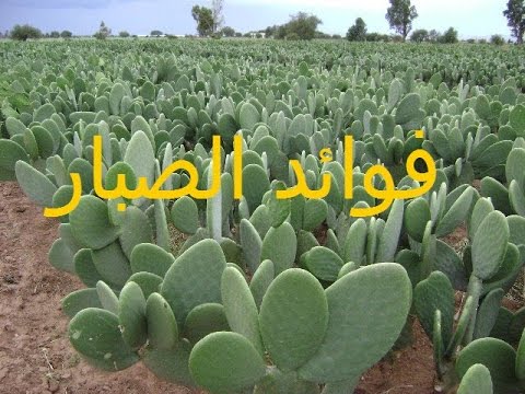 فوائد نبات الصبار , استخدامات الصبار لحل مشاكل الشعر والبشرة