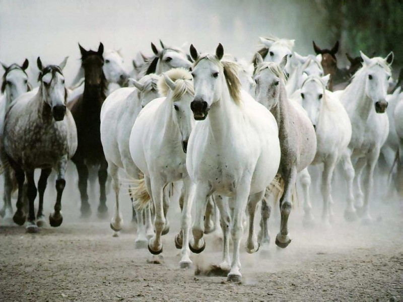 اجمل صور الخيول , خيول اصيلة وجميلة باروع الصور