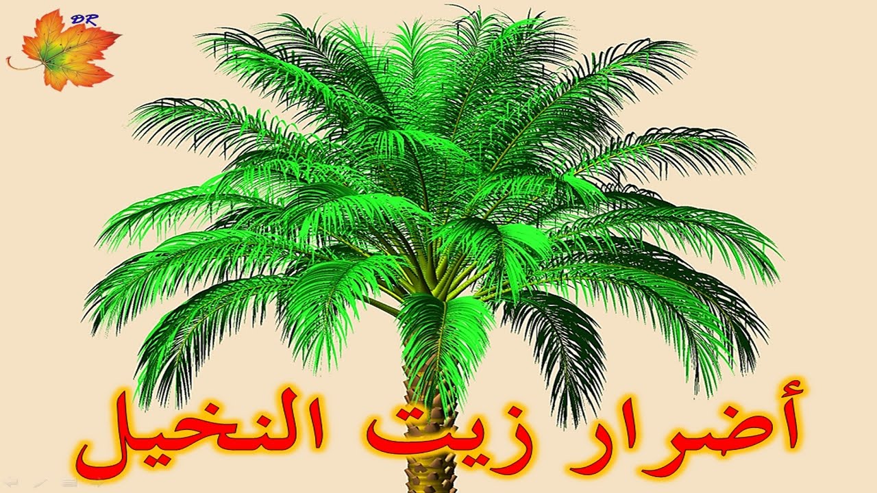 اضرار زيت النخيل , اضرار التي تعود عينا من الاكثار من زيت النخيل