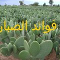 4389 2 فوائد نبات الصبار - استخدامات الصبار لحل مشاكل الشعر والبشرة سلوى سعود