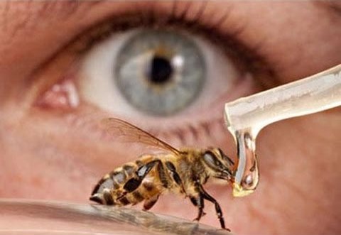 4611 فوائد العسل للعين - تكحيل العين بعسل النحل للعلاج غزول بدر