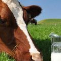 4377 3 فوائد حليب البقر - اهم استخدامات الحليب U18