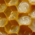 4334 3 معلومات هامة عن ملكات النحل - فوائد غذاء الملكات غزول بدر