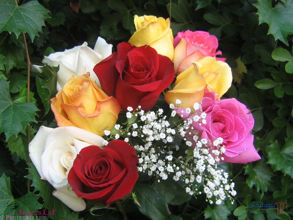 صوره ورده جميله, اجمل صور الورد المعبرة عن الحب صبايا كيوت